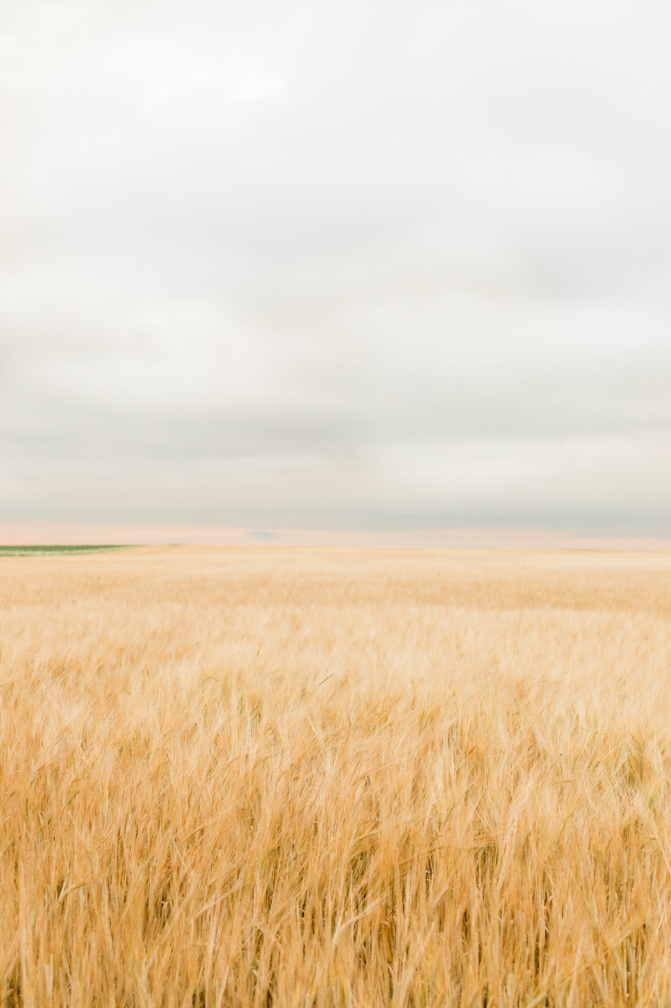 Golden Fields