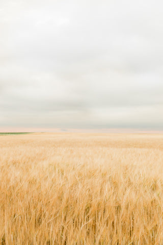 Golden Fields