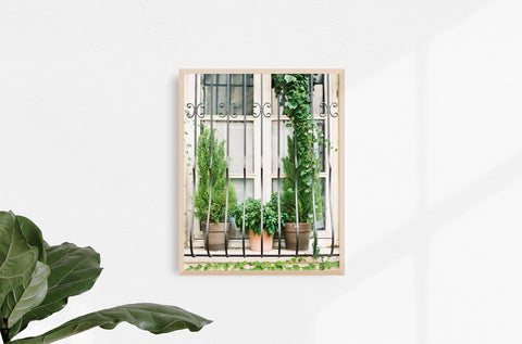 Window Plants